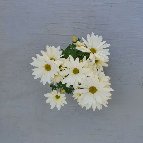 White Daisy: 4 inch pot